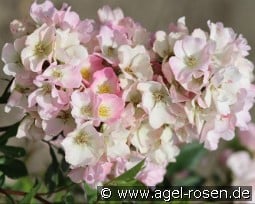 Abellio kaufen, click for more details Abellio