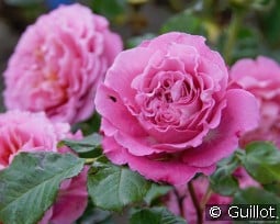 Agnes Schilliger kaufen, click for more details Agnes Schilliger