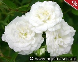 Alba Meidiland kaufen, click for more details Alba Meidiland