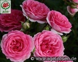 Amica kaufen, click for more details Amica