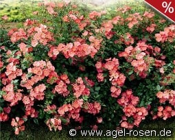 Amstelveen kaufen, click for more details Amstelveen