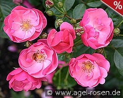 Angela kaufen, click for more details Angela