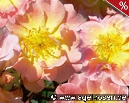 Apricot Meidiland kaufen, click for more details Apricot Meidiland