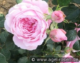 ArMor kaufen, click for more details ArMor