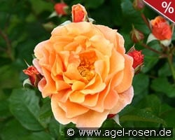 Arabia kaufen, click for more details Arabia