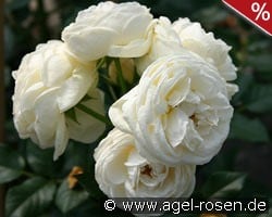 Artemis kaufen, click for more details Artemis