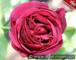 Astrid Gräfin von Hardenberg kaufen, click for more details Astrid Gräfin von Hardenberg