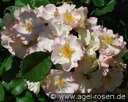 August Deusser kaufen, click for more details August Deusser