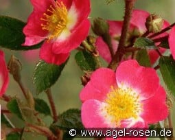 Bee Lovely kaufen, click for more details Bee Lovely