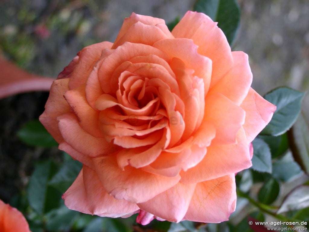 Buy Belvedere ® – Shrub Rose – AGEL ROSEN