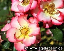 Betty Boop kaufen, click for more details Betty Boop