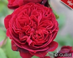 Bicentenaire de Guillot kaufen, click for more details Bicentenaire de Guillot