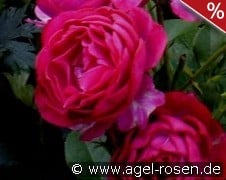 Blue Eden kaufen, click for more details Blue Eden