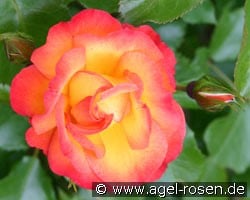 Bonanza kaufen, click for more details Bonanza