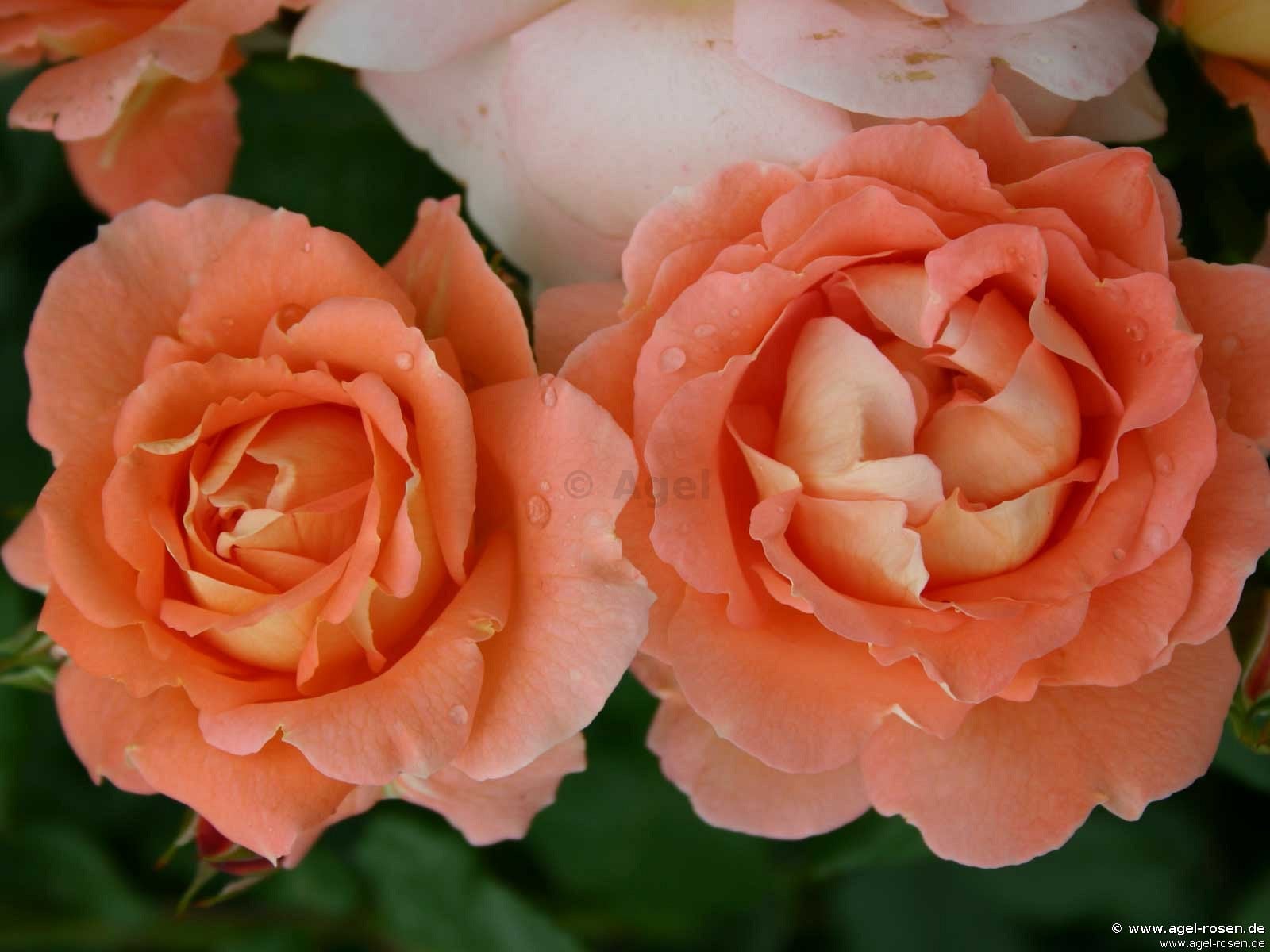 Buy Bonita Renaissance ® – Shrub Rose – AGEL ROSEN