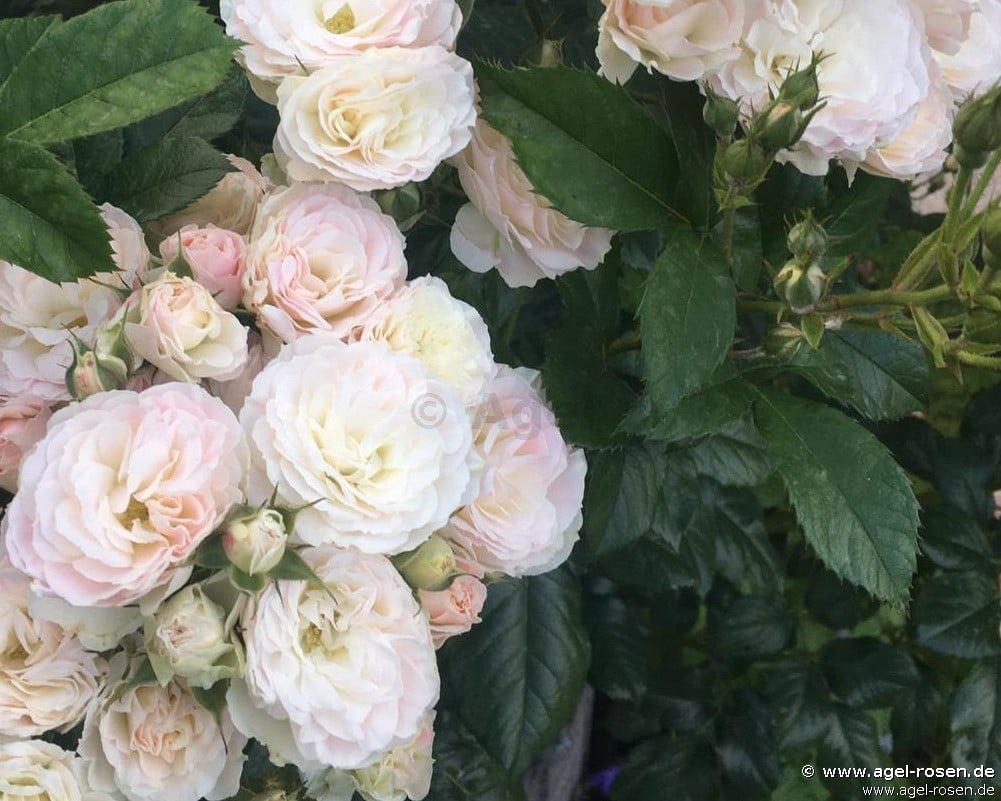 Buy Bouquet Parfait ® – Shrub Rose – AGEL ROSEN