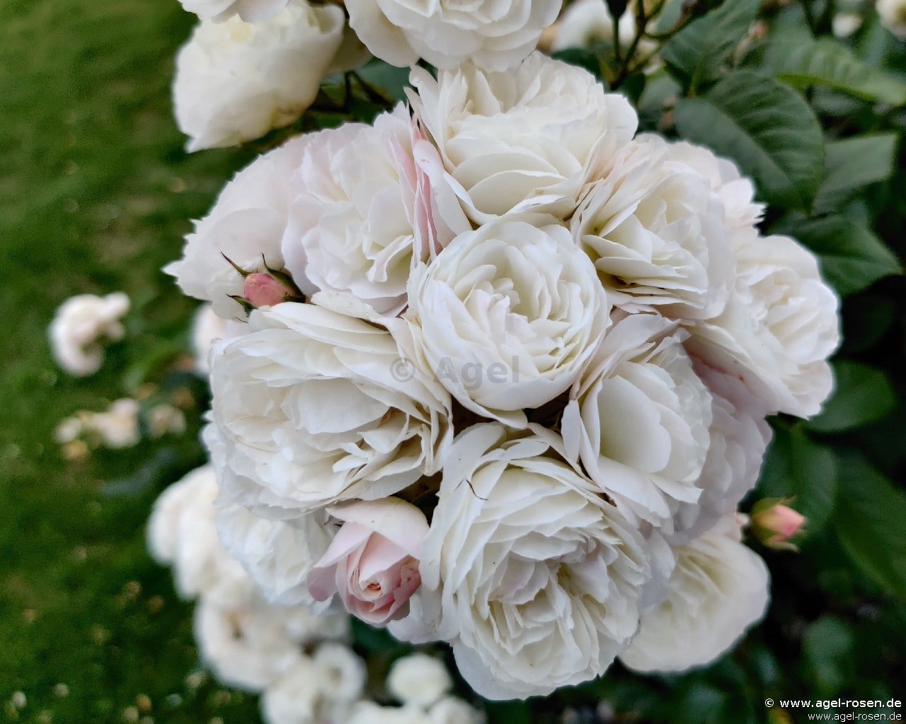 Buy Bouquet Parfait ® – Shrub Rose – AGEL ROSEN