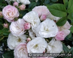 Bouquet Parfait kaufen, click for more details Bouquet Parfait