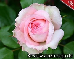 Bremer Stadtmusikanten kaufen, click for more details Bremer Stadtmusikanten