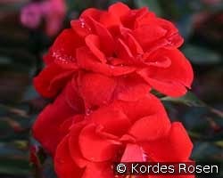 Brillant Korsar kaufen, click for more details Brillant Korsar