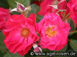 Burghausen 91 kaufen, click for more details Burghausen 91