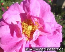 Cape Diamond kaufen, click for more details Cape Diamond