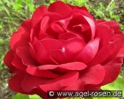 Capricia Renaissance kaufen, click for more details Capricia Renaissance