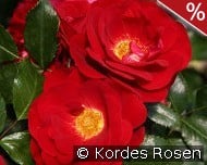 Caracho kaufen, click for more details Caracho