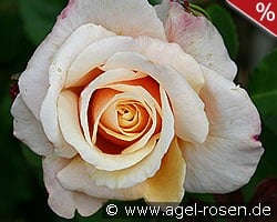 Caramella kaufen, click for more details Caramella