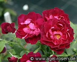 Cardinal Hume kaufen, click for more details Cardinal Hume