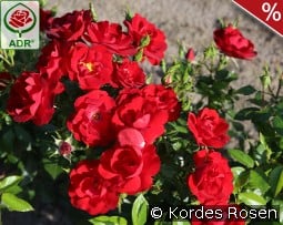 Cayenne kaufen, click for more details Cayenne