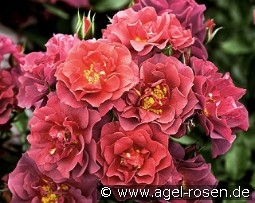 Celebration Time kaufen, click for more details Celebration Time