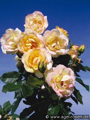 Centennaire de Lourdes Jaune  -  Clos Fleuri Jaune
