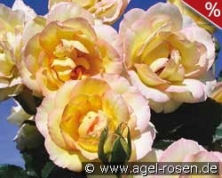 Centennaire de Lourdes Jaune - Clos Fleuri Jaune kaufen, click for more details Centennaire de Lourdes Jaune - Clos Fleuri Jaune