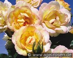 Centennaire de Lourdes Jaune  -  Clos Fleuri Jaune kaufen, click for more details Centennaire de Lourdes Jaune  -  Clos Fleuri Jaune