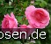 Centennaire de Lourdes rose