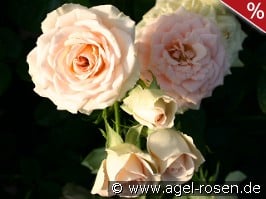 Champagnerperle