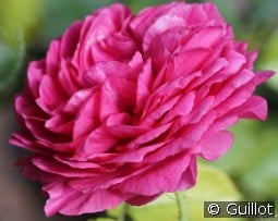 Chantal Baudron kaufen, click for more details Chantal Baudron