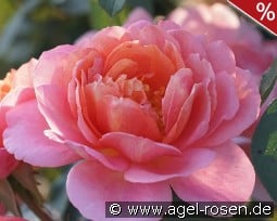 Chantal Ladesou kaufen, click for more details Chantal Ladesou