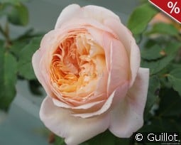 Charles de Nervaux kaufen, click for more details Charles de Nervaux