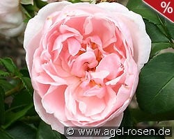 Cinderella kaufen, click for more details Cinderella