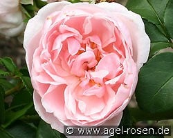Cinderella kaufen, click for more details Cinderella