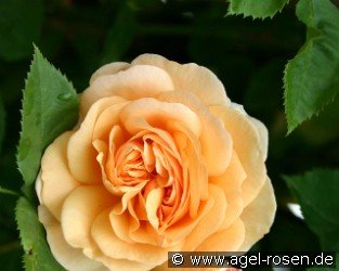 Clausen's Auslese