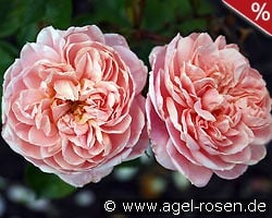 Colette kaufen, click for more details Colette