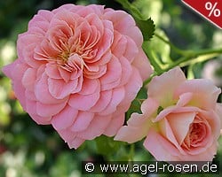 Concerto 94 kaufen, click for more details Concerto 94