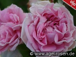 Conrad Ferdinand Meyer