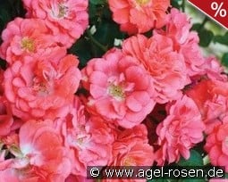 Coral Compact Meidiland syn. Coral Drift kaufen, click for more details Coral Compact Meidiland syn. Coral Drift