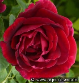 Cuthbert Grant kaufen, click for more details Cuthbert Grant