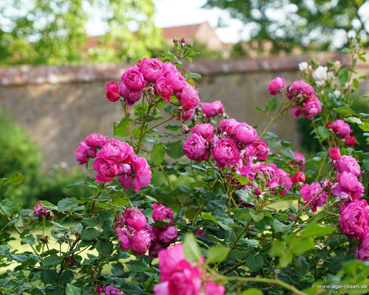 cybelle Buy Cybelle ® – Shrub Rose – AGEL ROSEN