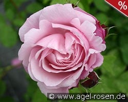 Dieter Müller kaufen, click for more details Dieter Müller